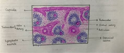 Spleen histology | Histology slides, Save, Red and white