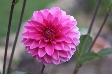 Pink Dahlia Dahlia, Gardening, Rose, Flowers, Plants, Pink, Lawn And Garden, Plant, Roses