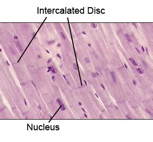 Intercalated discs - Location, Function, FAQs and Pictures