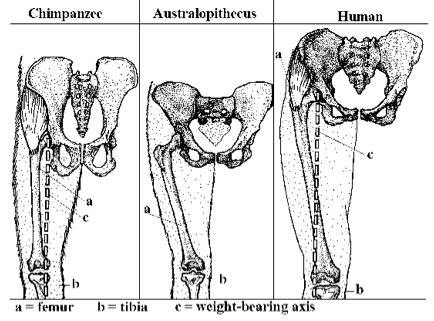 Lucy, the Knuckle-Walking “Abomination”? | Human evolution, Creation ...