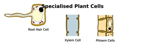 Introduction to Specialised Cells | Mooramo