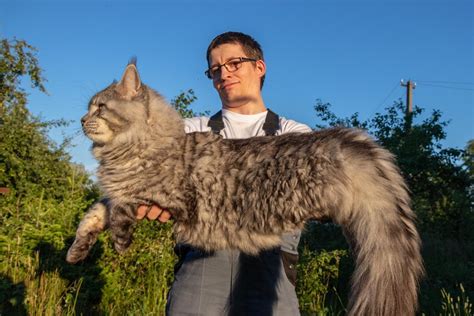 Maine Coon Size Compared to a Normal Cat - Cat-World