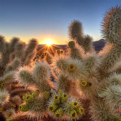 Cholla Cactus Garden | Joshua tree national park, Joshua tree camping, National parks