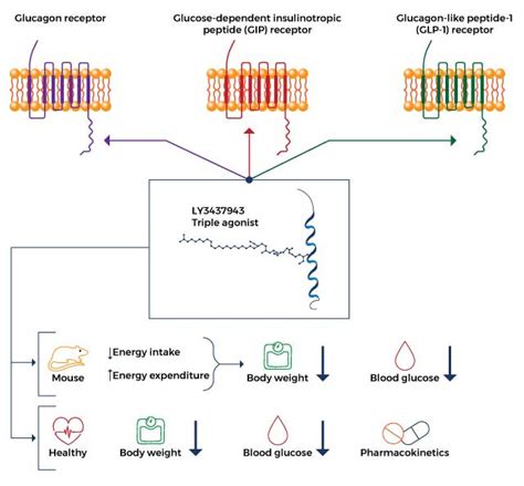 How Retatrutide Works?