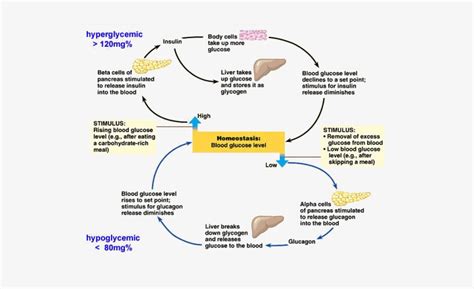 Homeostatic Mechanisms For Regulation Of Blood Glucose - Homeostasis Blood Glucose Levels ...