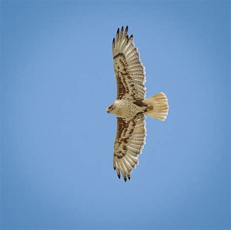 Ferruginous Hawk - Owen Deutsch Photography