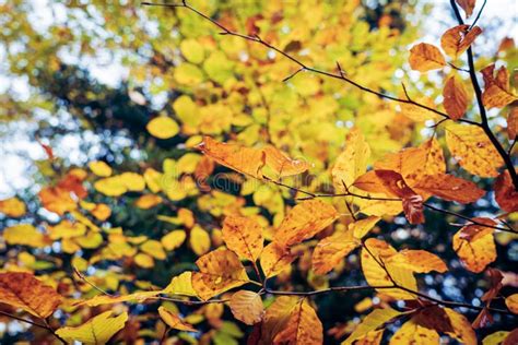 Autumn Hiking in Bavarian Alps Stock Image - Image of outdoor, nature: 258713865