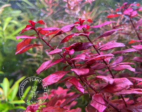 Ludwigia Palustris 'super Red', Live Aquarium/aquatic/background/red ...