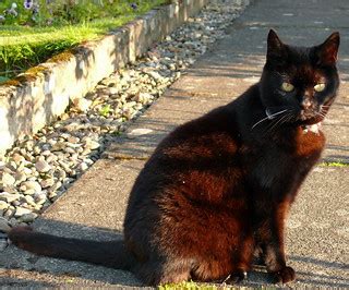 Lucky Black Cat! | This is Mara basking in the evening sun! | Mara 1 | Flickr