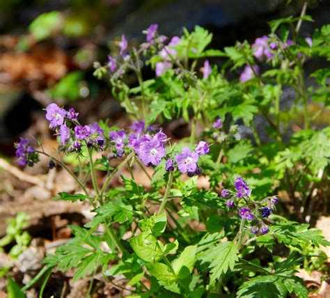 Purple Phacelia – Photo by Linda Spangler | Friends of the Smokies