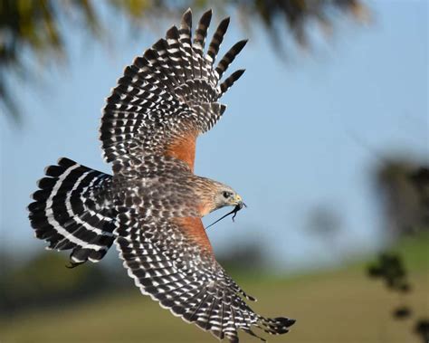 Do Hawks Hunt At Night? (Everything To Know)