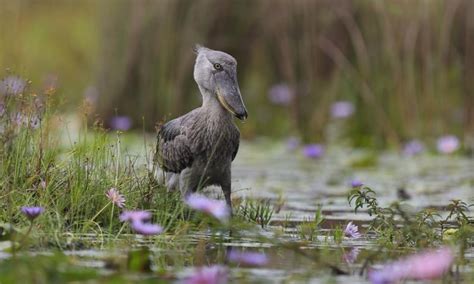 Shoebill Stork Facts; Size, Location, Height, Diet + Videos