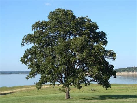 The Solitary Tree Free Stock Photo - Public Domain Pictures