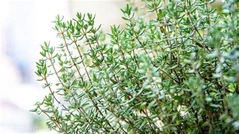 Thyme Cuttings [Simple Guide] - Herbs Within