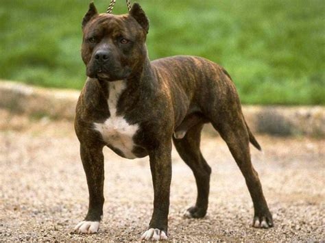 American Staffordshire Terrier Dog Breed Information, Puppies & Breeders - Dogs Australia