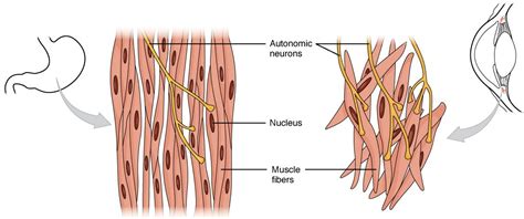 Contracción del Músculo Liso | Concise Medical Knowledge