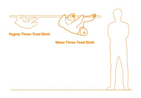 Maned Three-Toed Sloth (Bradypus torquatus) Dimensions & Drawings | Dimensions.com