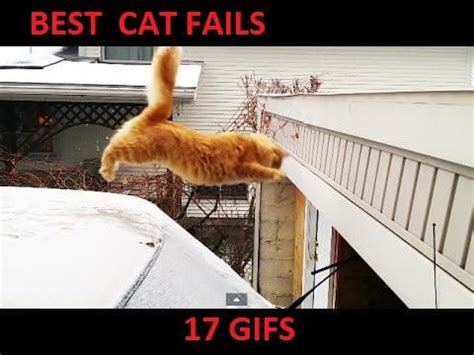 17 Best Cat Fails Gifs – NSF – Music Magazine