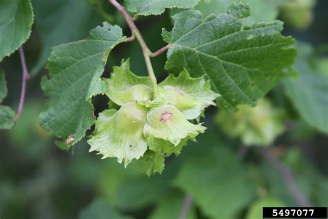 American Hazelnut: A Tasty Treat For Native Landscaping - - The Adirondack Almanack