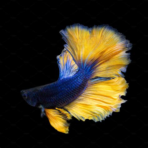 image of betta fish on black | High-Quality Animal Stock Photos ~ Creative Market