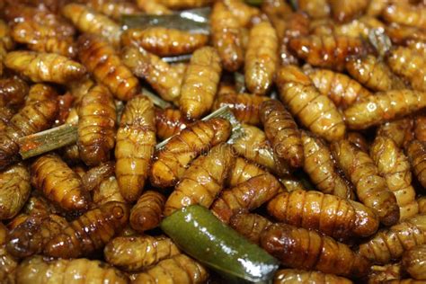 Fried Bugs at Street Market in Thailand. Stock Image - Image of bugs ...