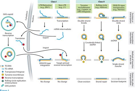 [PDF] A Field Guide to Eukaryotic Transposable Elements. | Semantic Scholar