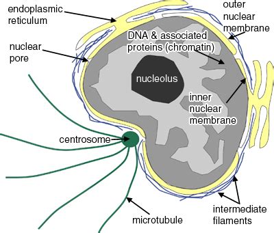 The Cell: The Histology Guide