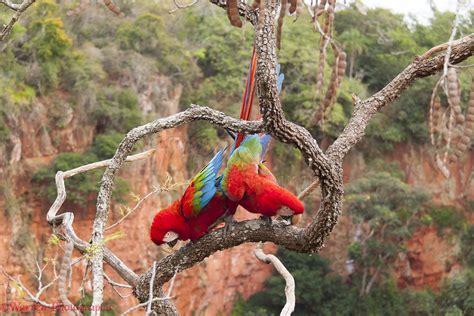 Green-winged Macaws mating photo WP44445