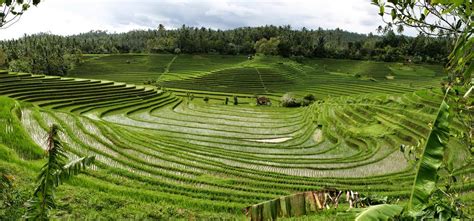 Ini Dia Pemandangan Persawahan Yang Indah