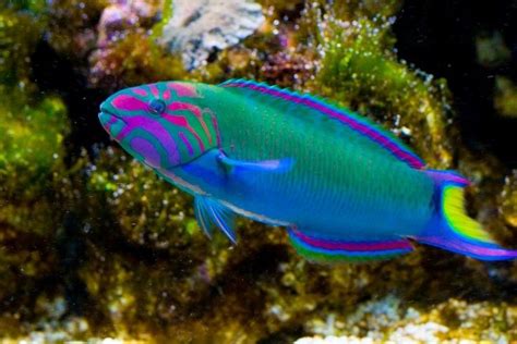 Rainbow Parrotfish (Scarus guacamaia)