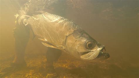 tarpon–underwater | Campeche Tarpon Mx