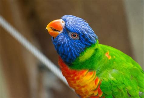 Rainbow Lorikeet - The Australian Museum