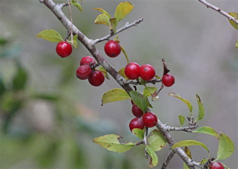 18 Species of Holly Plants