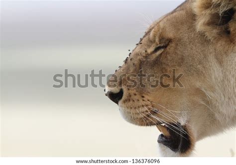 Side View Portrait Panting Lioness Flies Stock Photo 136376096 ...