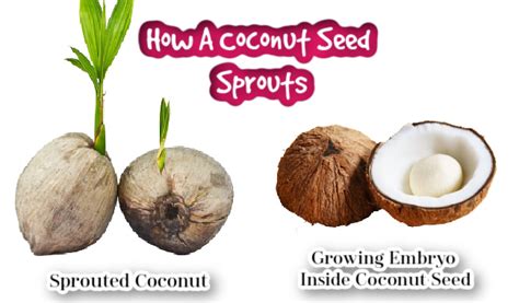 Is a Coconut a Fruit or Vegetable or Nut or Seed? – Fruitinformation.com