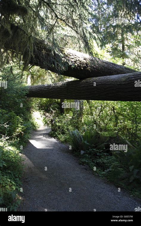 Trail through Hoh Rainforest Stock Photo - Alamy