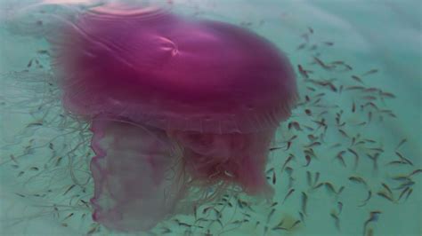 rare jellyfish spotted on florida beach | wtsp.com