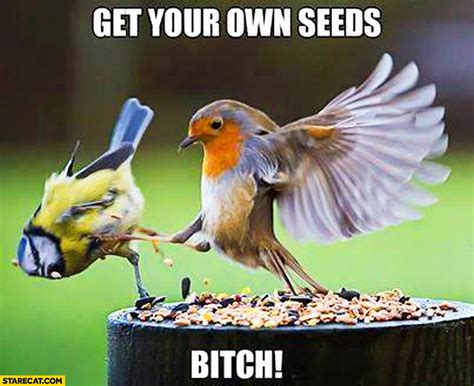 Get your own seeds bird kicking out other bird | StareCat.com