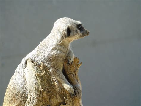 Free Images : nature, animal, cute, lookout, wildlife, standing, zoo, small, brown, mammal ...