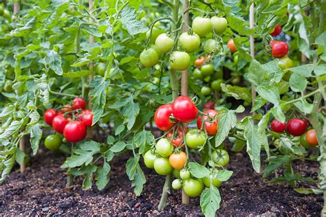 Indeterminate vs Determinate Tomatoes: The Differences Explained - Seeds N' Flowers