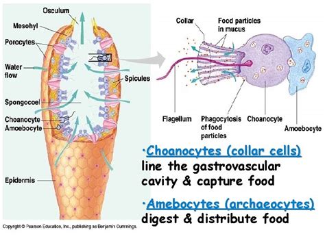 Phylum Porifera The Sponges Taxonomy Kingdom Animalia Subkingdom