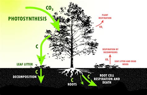 Division of Forestry and Wildlife: Forestry Program | Forest Carbon Projects