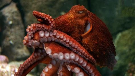 11 Crazy Cool Facts About the Octopus - Awesome Ocean