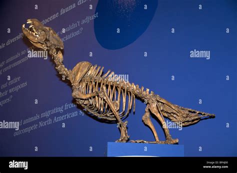 Skeleton of Dire Wolf (Canis dirus).s, Royal Tyrrell Museum, Drumheller ...