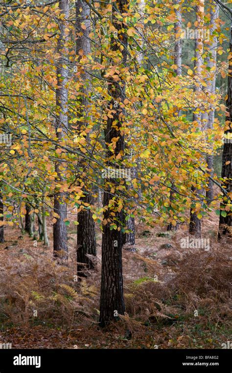 Autumn in the New Forest Stock Photo - Alamy