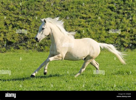 Palomino colored Paso Fino horse galloping in the field Stock Photo - Alamy