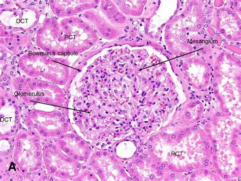 Pin by Eduardo Pareja on HISTOLOGY | Basic anatomy and physiology ...