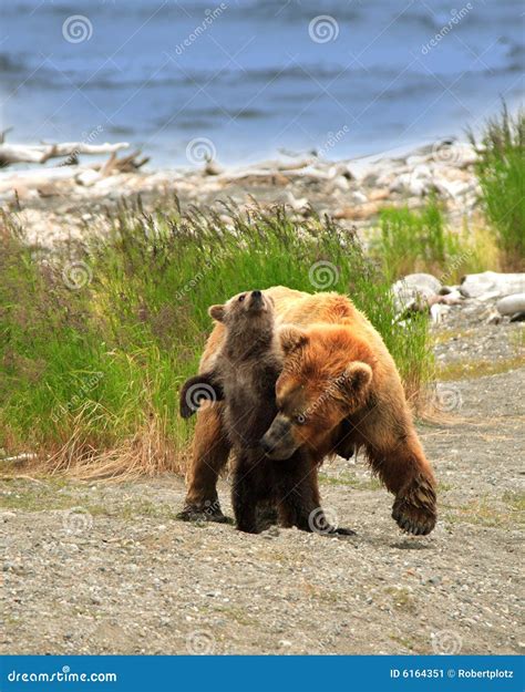 Grizzly Bear Mom & Cub stock image. Image of landscape - 6164351