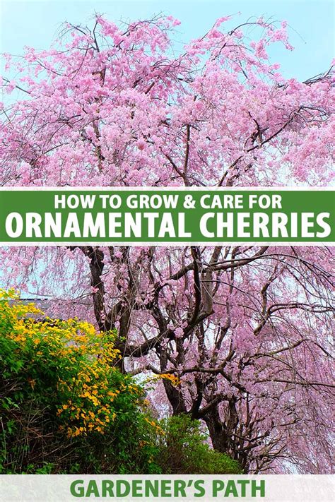 How to Grow and Care for Flowering Cherry Trees