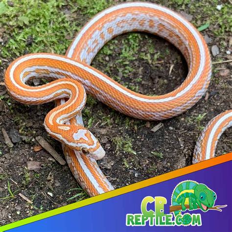 Ultramel Tessera Corn Snake for sale Ultramel Tessera Cornsnake